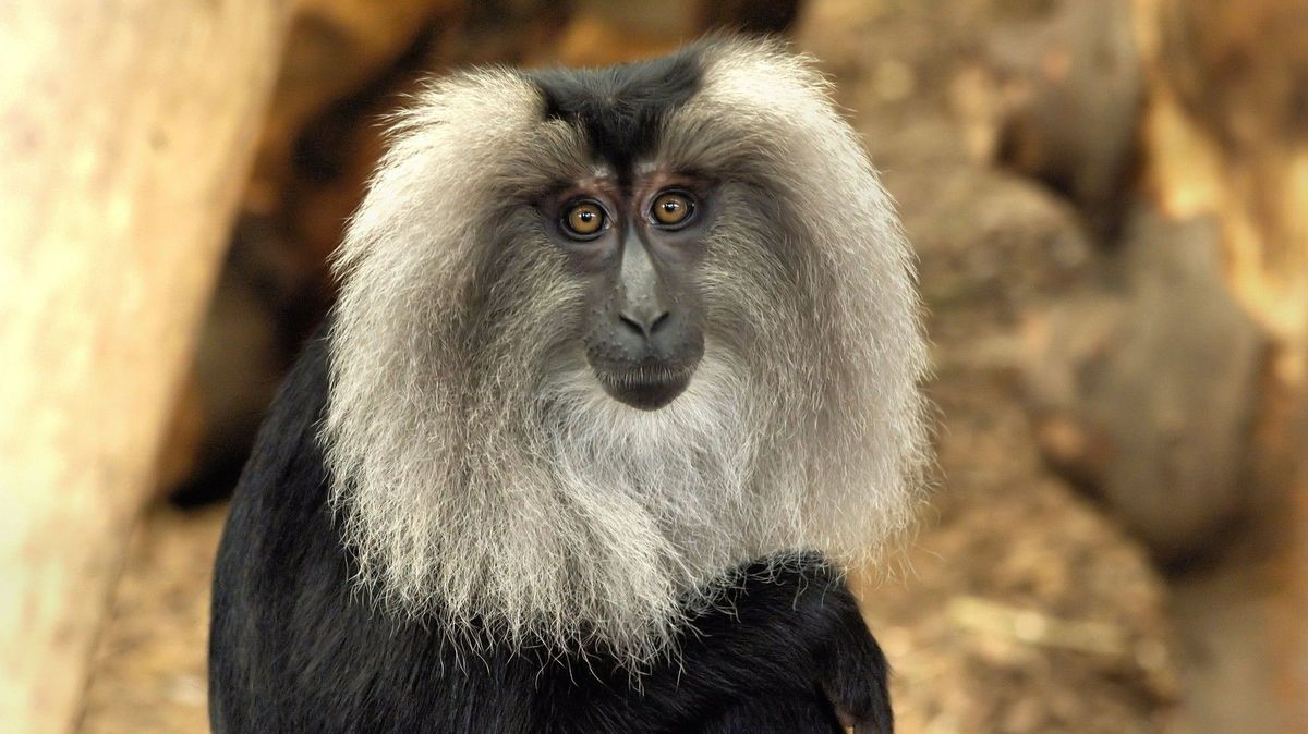 Zloděj ukradl ze ZOO v Lipsku opici Rumu. Opičák Yenur smutnil, ale ne dlouho